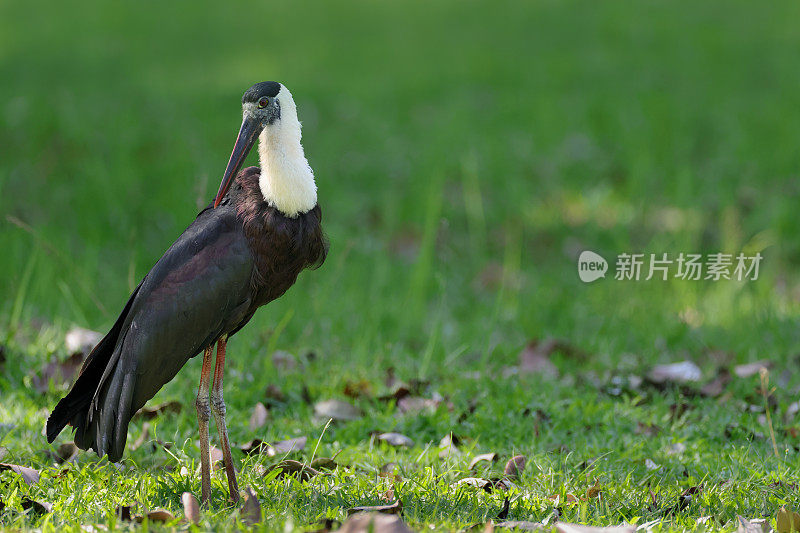 鹳鸟:成年亚洲毛颈鹳或亚洲毛颈鹳(Ciconia episcopus)